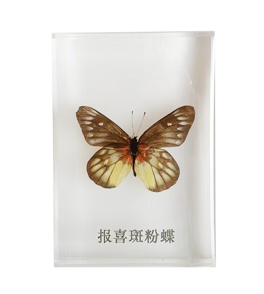 報喜斑粉蝶