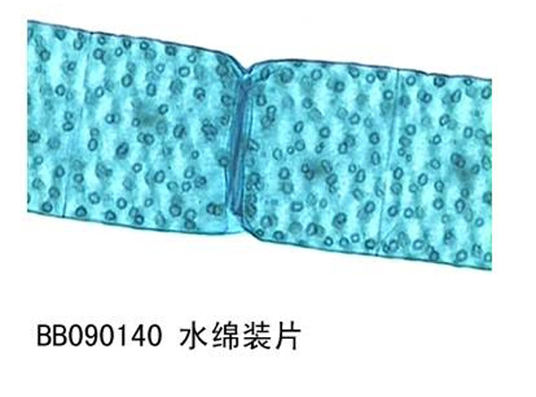 Spiragyra w.m.