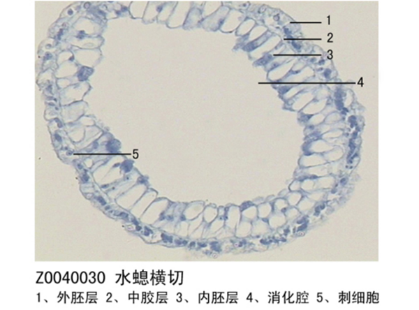 水螅橫切