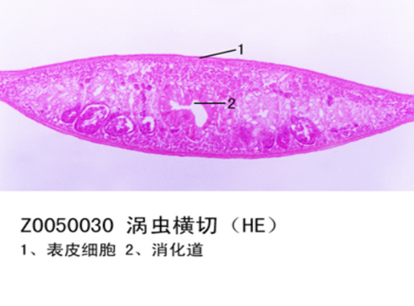 渦蟲橫切