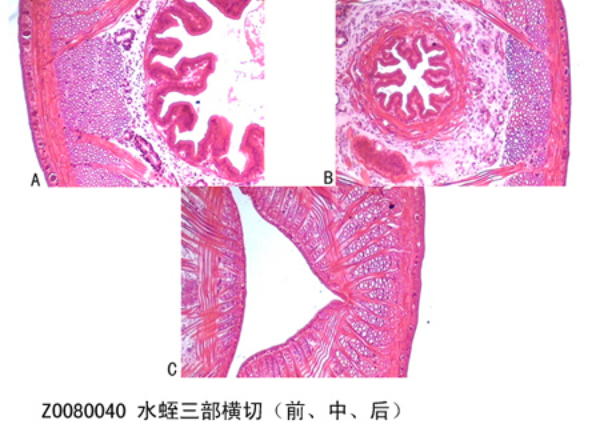 水蛭三部橫切（前、中、后）