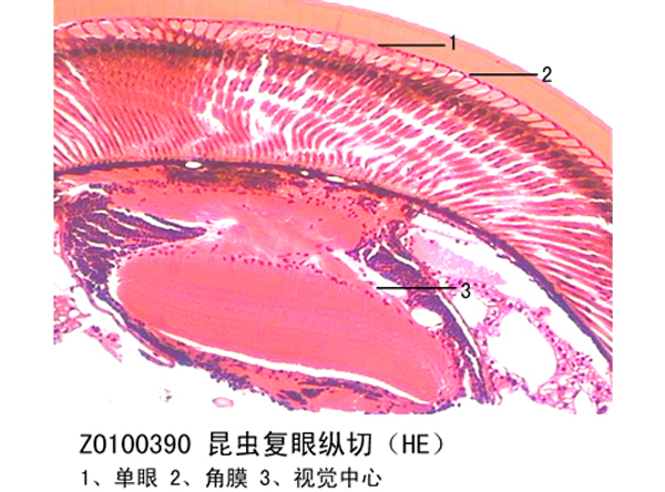 昆蟲復眼縱切