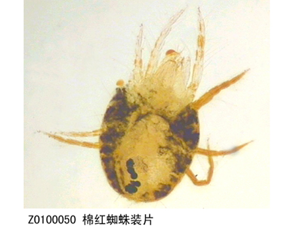 棉紅蜘蛛裝片