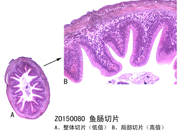 魚腸切片