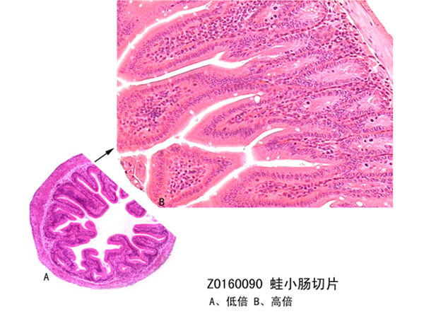 蛙小腸切片