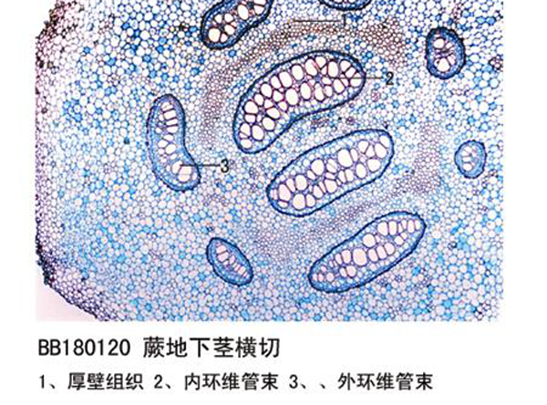 蕨地下莖橫切