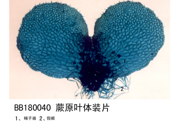 蕨原葉體裝片