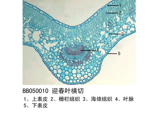 迎春葉橫切