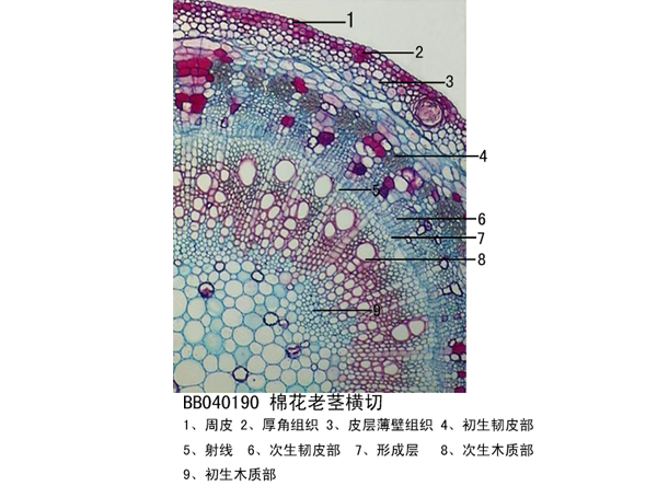 棉花老莖橫切