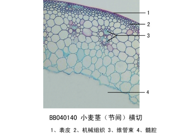 小麥莖
