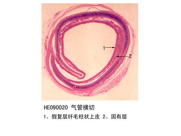 呼吸系統(tǒng)