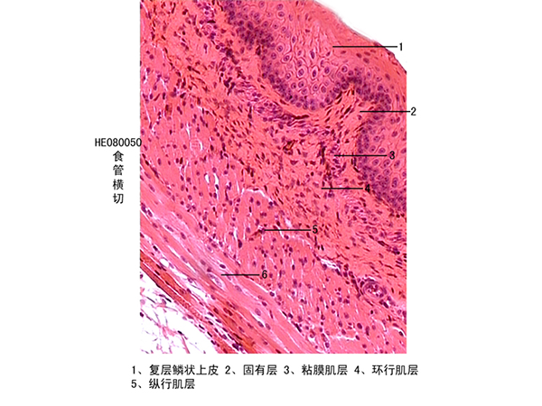 消化系統(tǒng)