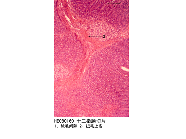消化系統(tǒng)