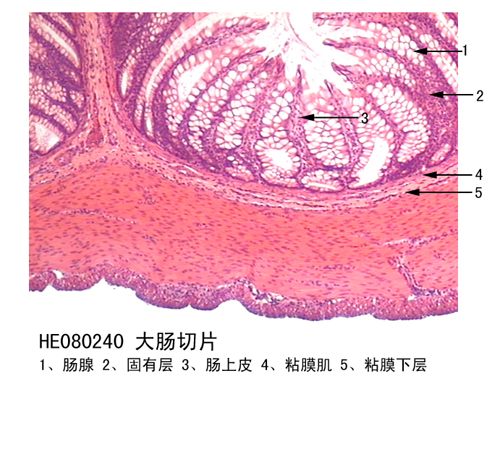 消化系統(tǒng)