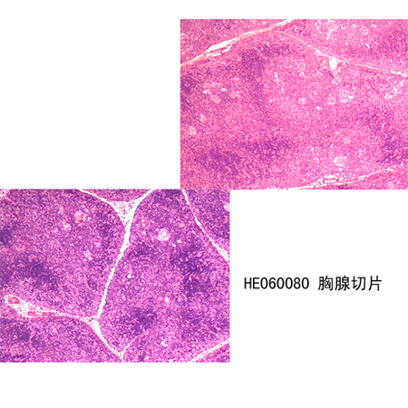 免疫系統(tǒng)