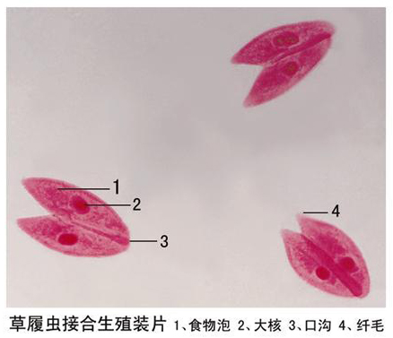 生物切片在教學(xué)中的廣泛應(yīng)用