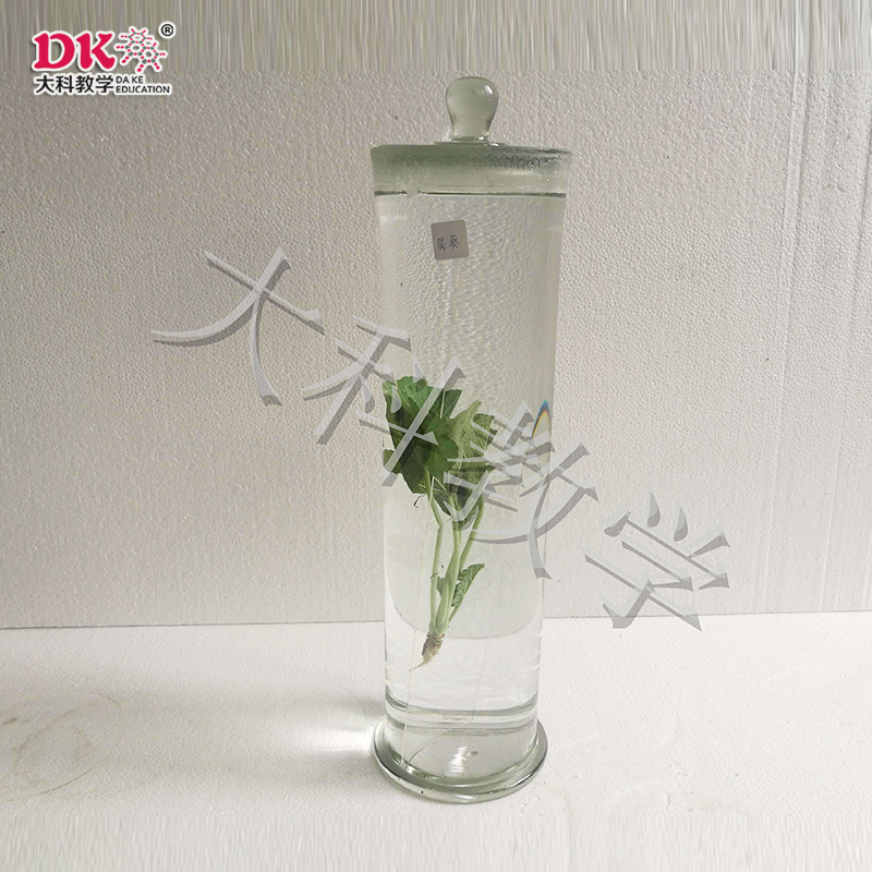 蜀葵浸制標本