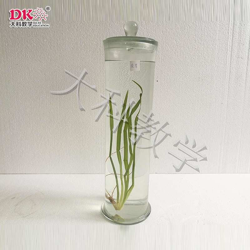 瑩草浸制標本